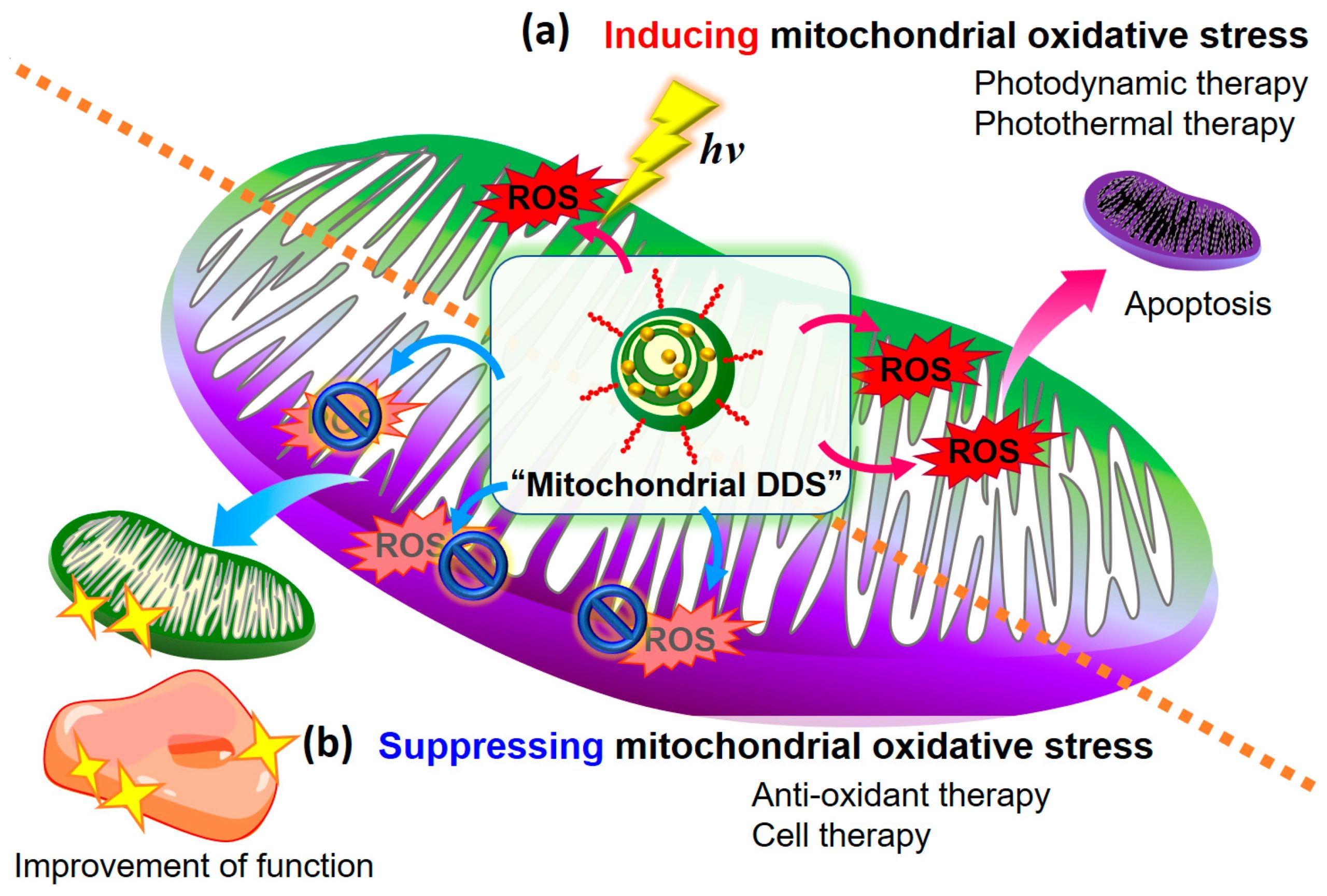 https://dermaclaim.com/wp-content/uploads/2021/09/mitochondrial-oxidative-stress-Yamada-et-al.-2020-2-scaled.jpg